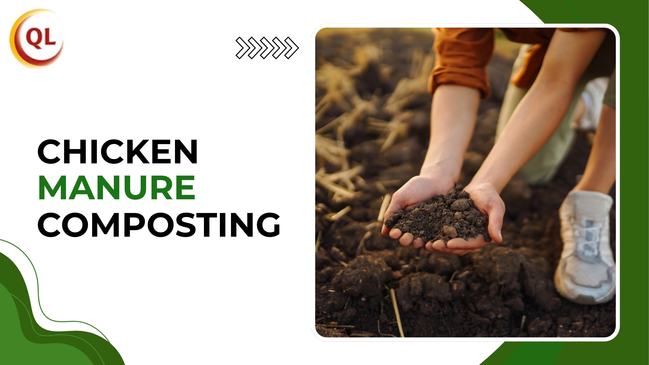 Why Chicken Manure Composting is Essential for Sustainable Agriculture